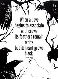 dove and crows quote