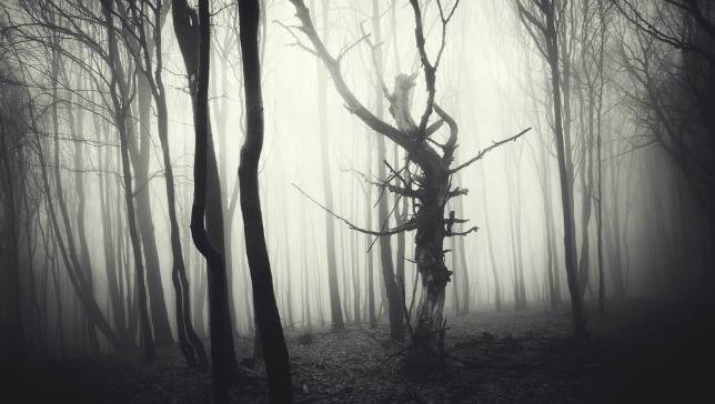 scary-woods1